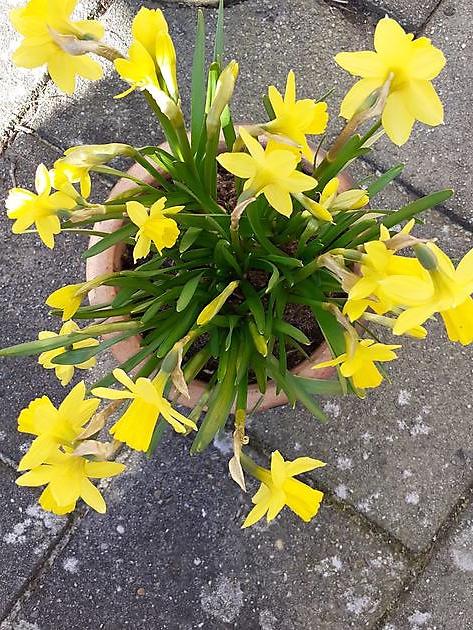 De lente is begonnen op 21 maart - Stichting Armslag Stadskanaal