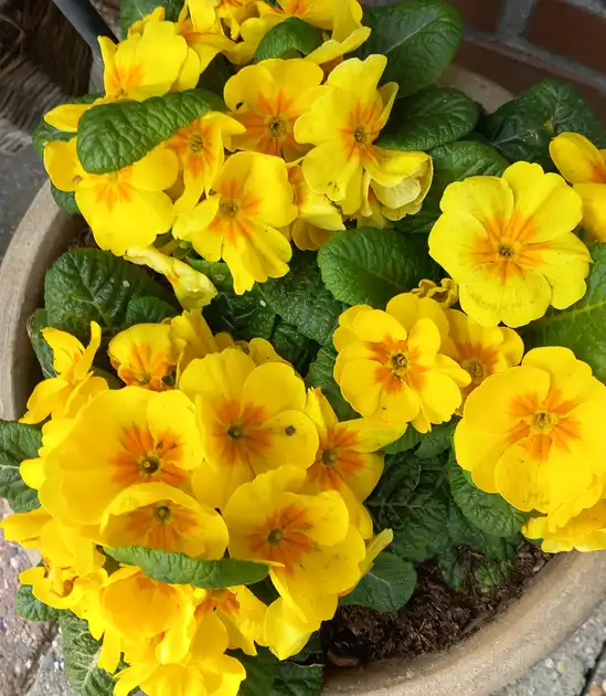 Lente aanbieding - Stichting Armslag Stadskanaal
