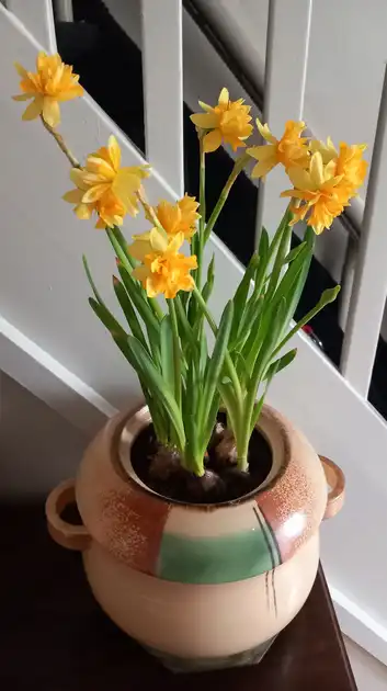 Het voorjaar begint. Stichting Armslag Stadskanaal