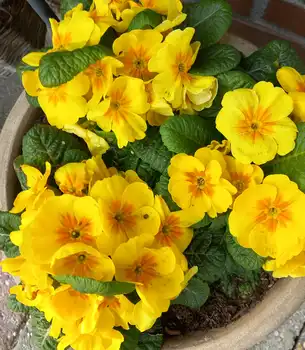 Lente aanbieding Stichting Armslag Stadskanaal