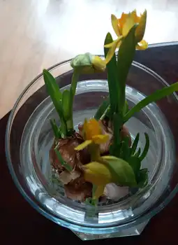 Het voorjaar begint. Stichting Armslag Stadskanaal